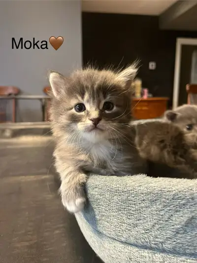 Adorable chaton , View more