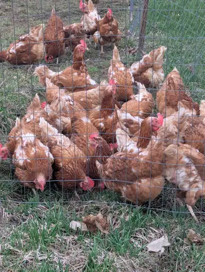 Laying Hens, View more