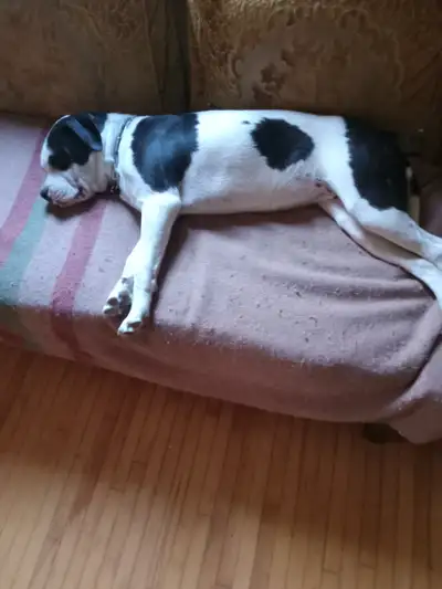 Saved the best for last only one puppy left available Mom is dogo argentino Dad is old english bulld...