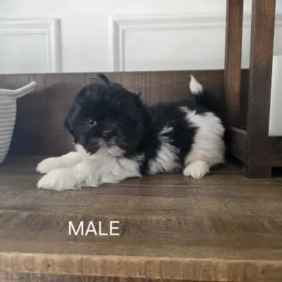 Shih Tzu x Puppies - SOLD PENDING PICKUP, View more