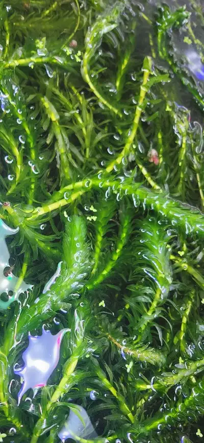 Elodea Densa Aquarium plant/Aquatic Plant, View more