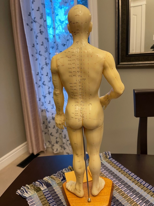 Acupuncture Model in Other in St. Albert - Image 2