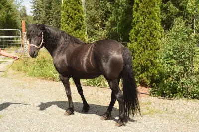 5 year old black mare, View more
