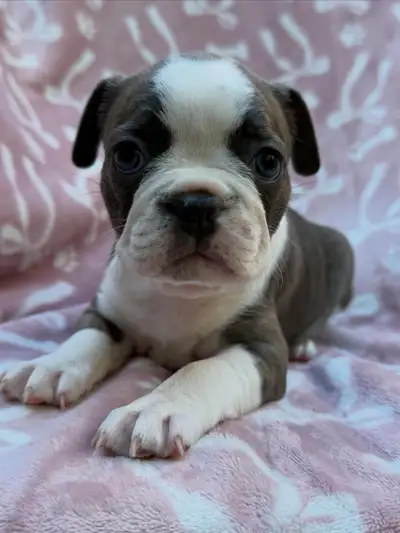 Frenchton Puppy Ready 08/26/26, View more