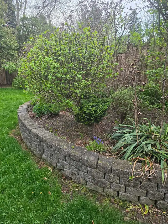 Wanted - Garden Landscape Design Help459814417833011204