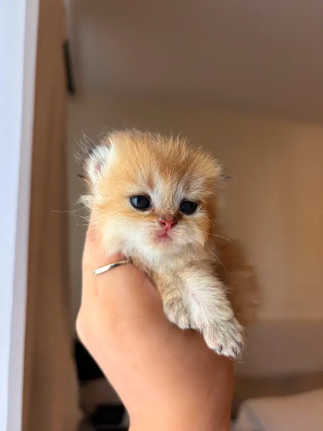 Scottish fold in Cats & Kittens for Rehoming in City of Montréal - Image 7