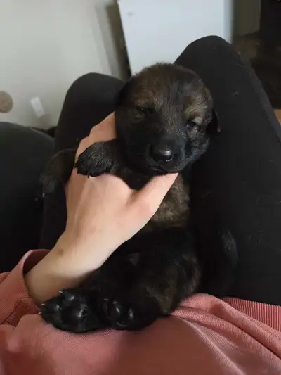 German shepherd puppies, View more