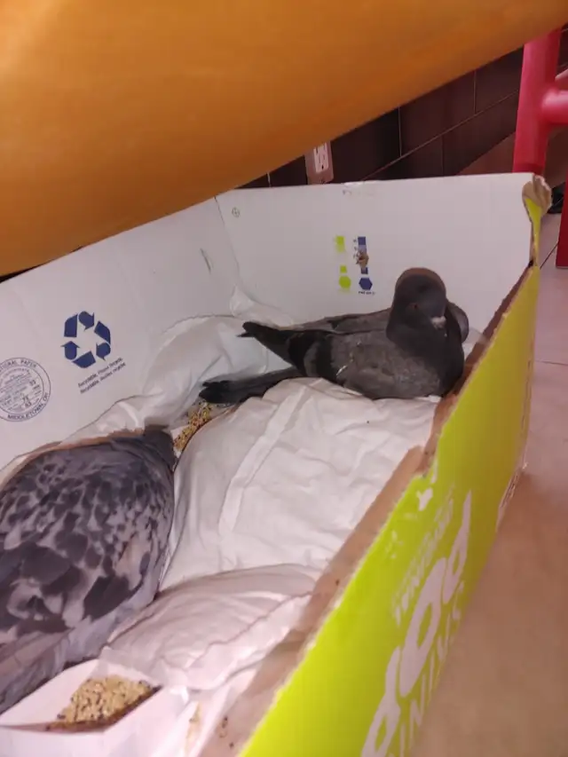 SEEKING PIGEON/ DOVE FEED