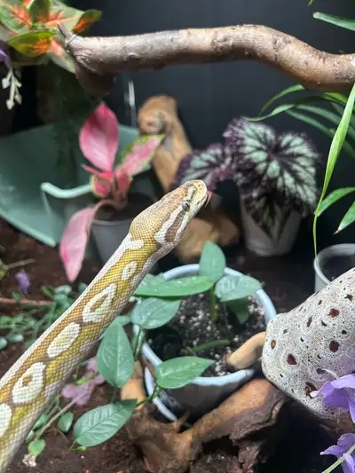 Female Ball Python, View more