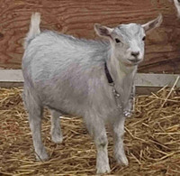 1 nigerian dwarf goats