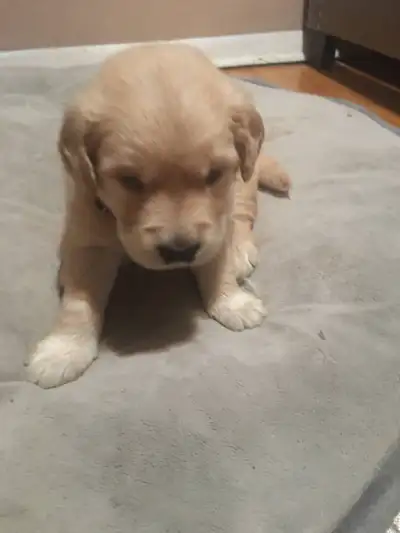 GOLDEN WAGGLES PRESENTS: ADORABELY GEORGEOUS GOLDEN RETRIEVER PUPPIES READY FOR A HOME THIS SUMMER!!...