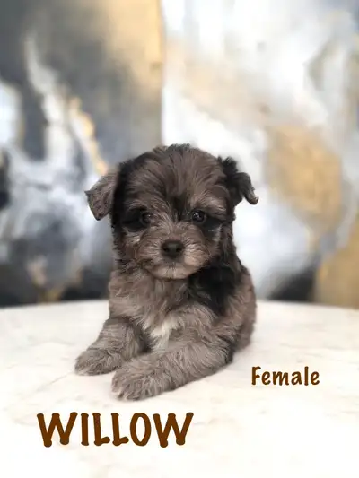 Adorable Pomapoos - 1 LEFT!, View more