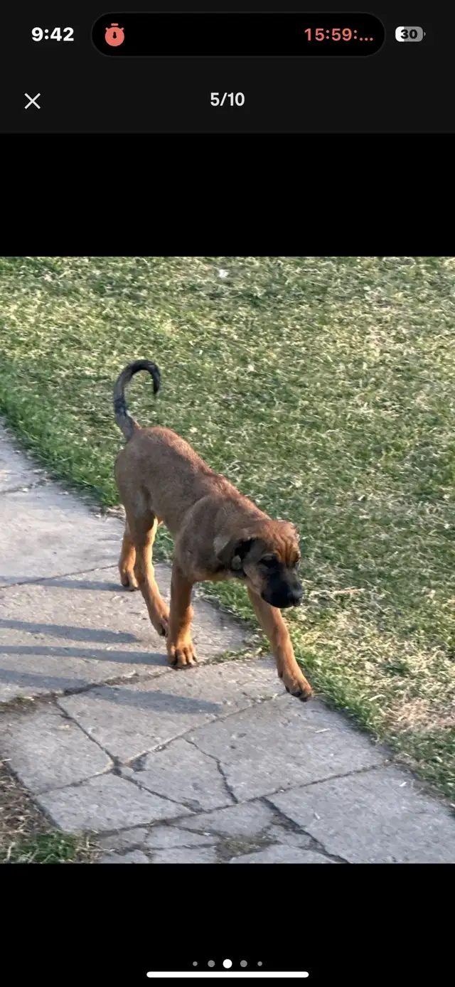 English mastiff cross Serbian mastiff puppies in Dogs & Puppies for Rehoming in Edmonton - Image 5