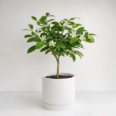 Japanese Mandarin Trees, View more