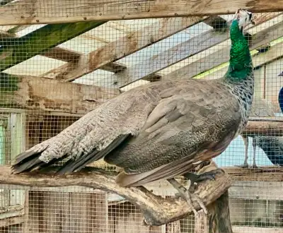 Peacocks /Peahens Victoria Day special!!!!, View more
