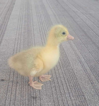 Embden gosling