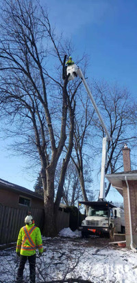 Tree Services by Experts. Call Easy Tree Care Now!