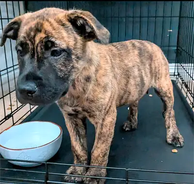 MINI TERRIER MIx  (2 Males / 1  Female), View more