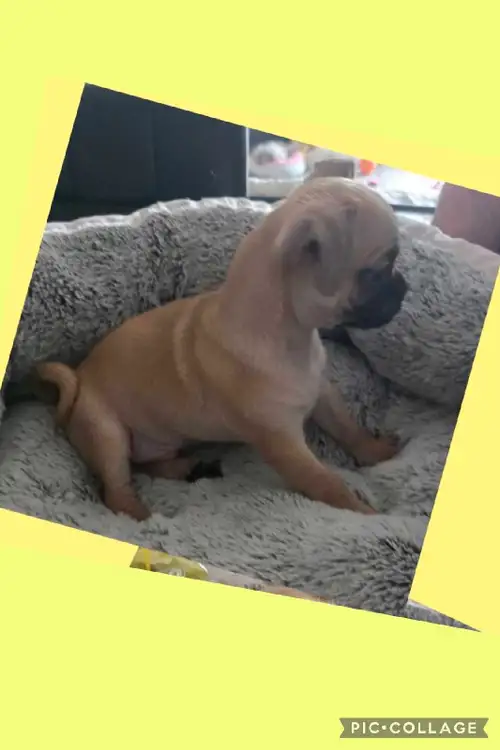 There is one boy and one girl available Pug/ chihuahua mix Ready for new homes Mom is pur pug Dad is...