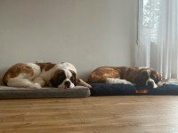 Chiens st-bernards