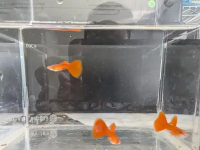 High quality full red bds guppy from Montreal, View more