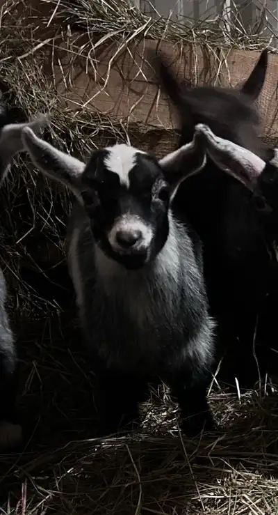 polled roan nigerian dwarf buckling, View more