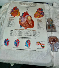 OLDER MEDICAL / ANATOMICAL ADVERTISING DISPLAYS - HEART  LUNGS