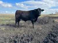 Purebred Black Angus yearling bulls 