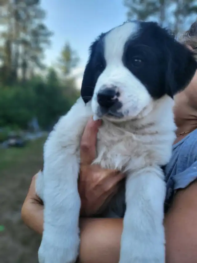Puppies puppies! in Dogs & Puppies for Rehoming in Sudbury - Image 5