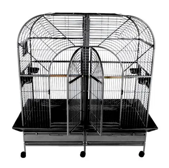 Parrot African Grey &+ Double volière XL pour perroquets in Birds for Rehoming in City of Montréal - Image 2