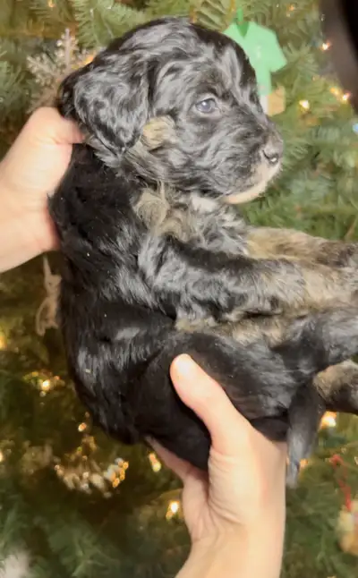 F1 Goldendoodle Puppies – Ready Just After Christmas Follow puppies growth and socialization on Inst...