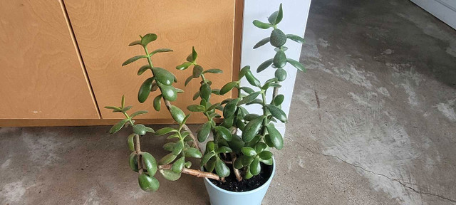 Multi Jade plants (7 total) 17"x 13" in one  IKEA PAPAJA 5" x 6" in Other in City of Halifax - Image 2