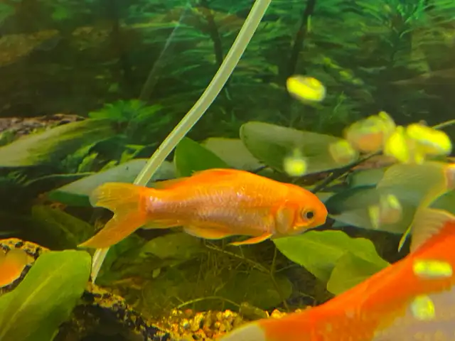 Goldfish for sale in Fish for Rehoming in Kingston - Image 4