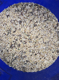 Organic feed grains