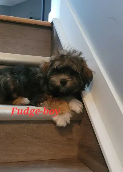 Lhasapoo puppies.. Poodle, Lhasa apso, Lhasa Apso, poodle, View more