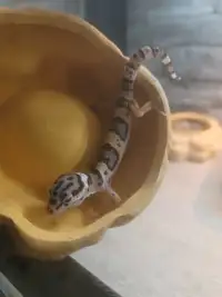 Baby leopard geckos