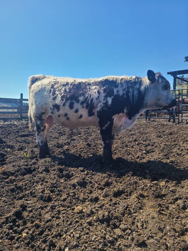 yearling bull  in Livestock in Vernon - Image 3