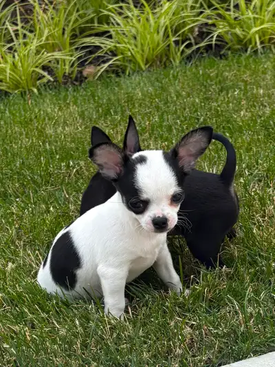Applehead female chihuahua, View more