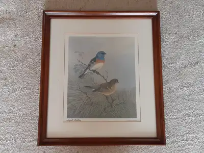 Lazuli Bunting Print by Ralph D. Carson, View more
