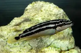 Julidochromis ornatus Golden Juli, View more