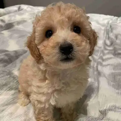 Adorable Male and Female Bichonpoo puppies. Bichon mom and poodle dad. Approx 8-10 lbs full grown. H...