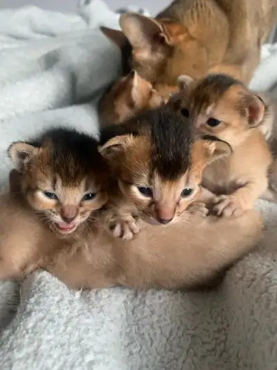 Chatons Abyssin / Abyssinian kitten, View more