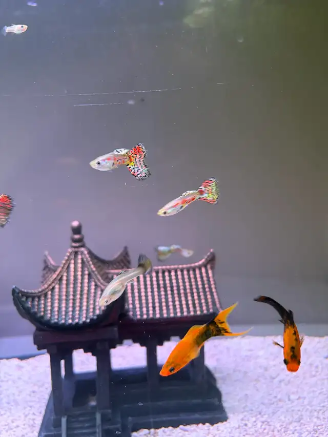 mollies and guppies  in Fish for Rehoming in Richmond - Image 3