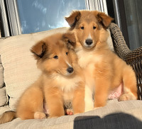 Sheltie puppies for sale, two boys left ready to be rehomed now 