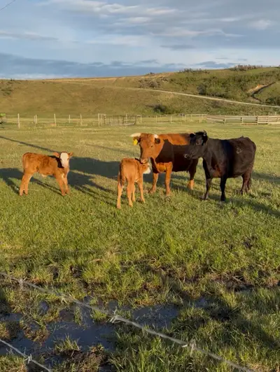 Dexter X Angus cow/calf pairs, View more