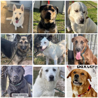 Available Rescue Dogs! 
