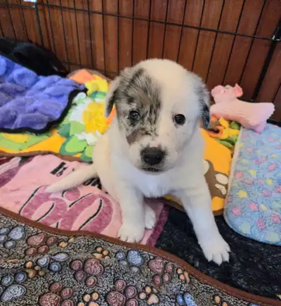 Border collie mix  Blue-Eyes ,Speckled/ Merle puppy's ready soon, View more