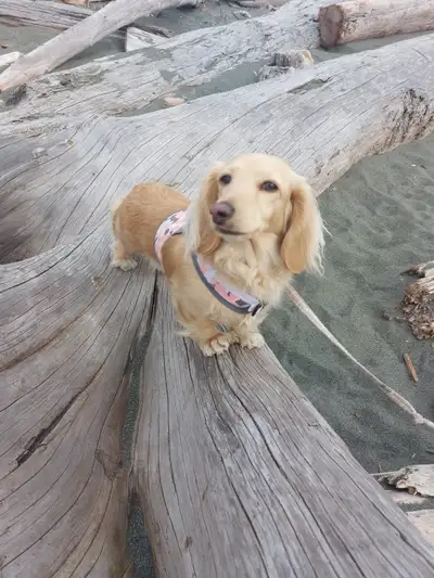 Longhaired Dachshund Puppies, View more
