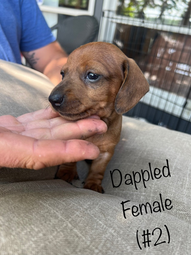 Miniature Dachshund Puppies Dogs & Puppies for Rehoming Winnipeg
