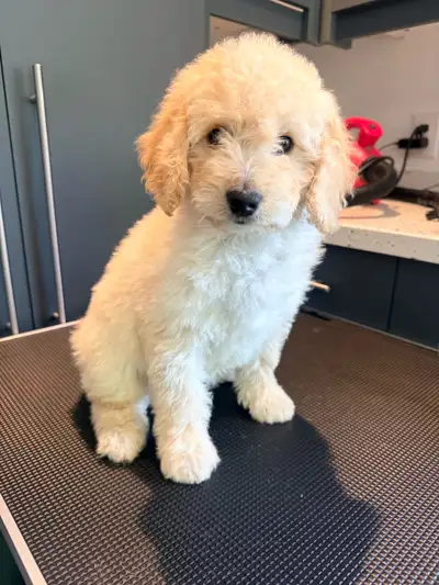 Goldendoodle Puppies F1B, View more